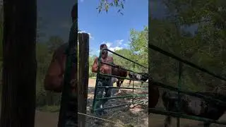 It&rsquo;s just a gate Rufus. #cow #animal #farmlife #farm #cattle #bull #animals #rufusthebull