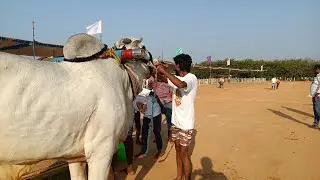 ఉత్తనూరు 4 పళ్ళ విభాగం బండలాగుడు పోటీలు 17వ జత జాకీర్ హుస్సేన్