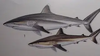 How To Draw a Silvertip Shark