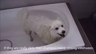 How to wash a Spitz