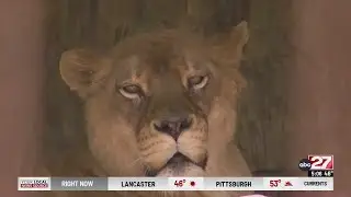 Lioness passes away in Dauphin County's Lake Tobias Wildlife Park
