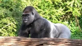 Young Gorilla is being suckled Silverback reacts angrily   Amazing Monkeys