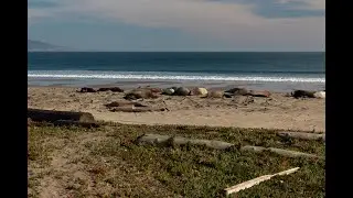 Point Reyes: Elephant Seals