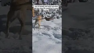 happy dogs playing in the snow ❄️