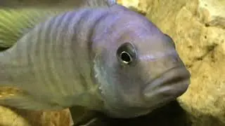 FISH TANK TOUR AUGUST 2020