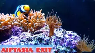 AIPTASIA EXIT SALIFERT ¿FUNCIONA?