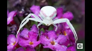 Thomise variable/Goldenrod Crab Spider (Misumena vatia)