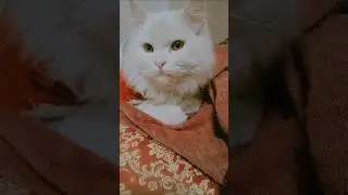 meri soch 🤔#funnyshorts 😂😂#fullcomedy #viralvideo #video #trending
