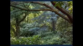 Dans le jardin-forêt : le Bois des Moutiers