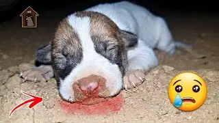 @SinaGamingkh 🐕#25 Baby Crying For Mom,Pity Baby Puppies Crying In Night