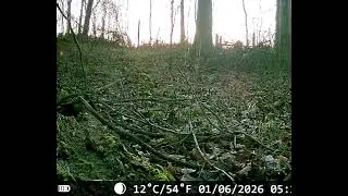 First video of a fox running through trail camera, too quick of video, but I&rsquo;m still excited ￼