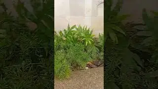 #shots  jardim na minha varanda