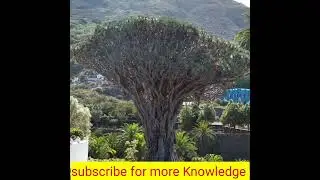 Unbelievable Facts about Nature in Hindi #shorts