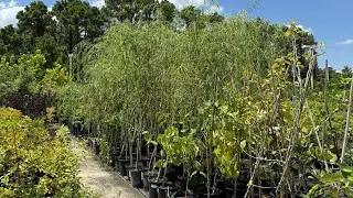 Shopping For WEEPING WILLOW Trees At A Garden Center! 😱🌿 