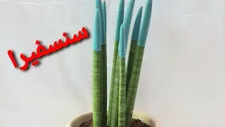 صبار السنسفيرا