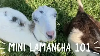 Mini Lamancha 101