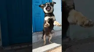 He love to play with me #dog #bhotiadog #uttarakhand