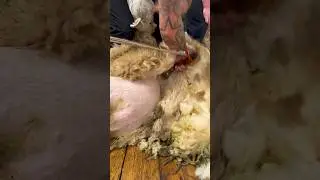 1st leg S Paterson #heiniger #sheepshearing