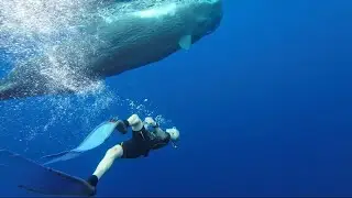 V4 (actualizado) BALLENAS COMPLETO// Isla Mauricio AGO/SEP2024