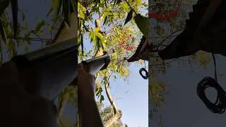 One Shot Egret 🎯 Precision Airgun Hunting #airgunhunting #egrethunting #precisionshot #shorts