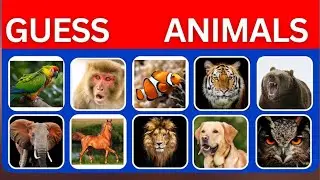 Guess the Animals🐯🐠🦜