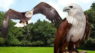 Bald Eagles in the wild live naturally | Animalmoments