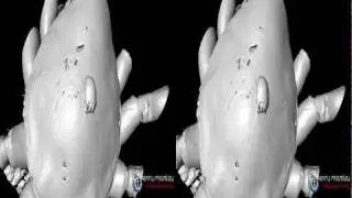 Fossil Mite Caught Hitchhiking in 3D by X-Ray CT