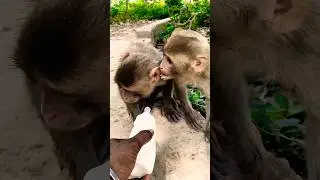 dudu pienge 🍼 cute monkey baby #monkeyvideo #fuunycomedy