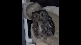 Owl Rescue Update