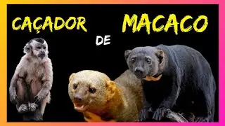 A IRARA &Eacute; UM ANIMAL QUE APESAR DO SEU TAMANHO ABATE VEADOS. Eira barbara