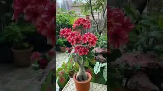 Amazing Flower Plants To Grow at Home 🤯🌱🌸 #gardenplants #diy #flower #beautiful #gardening #asmr
