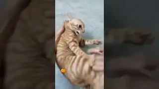 #funnyshorts #fanyanimals #animals #животные #смешно #cat