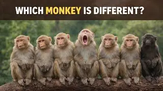 Which Monkey is Different Live 🛑 #shorts #mindgame