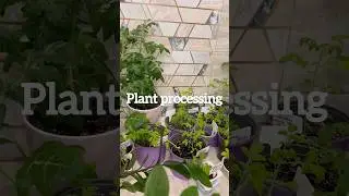 Plant pest control 🌱 #apartmentplans #tomatoes #garden