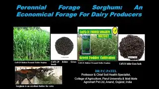 Perennial Forage Sorghum: An Economical Forage for Dairy Producers by Dr. P. C. Patel