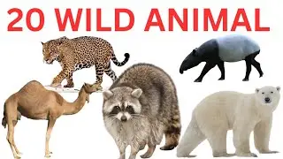 &ldquo;जंगल के रोचक जानवर | Jaguar, Tapir, Camel, Raccoon & Polar Bear Facts for Kids | Part 6&rdquo;