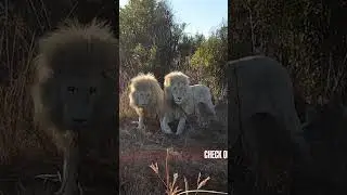 White Lions Get JEALOUS and FIGHT #lion