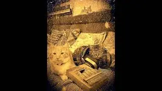 (Cats also listen)#440hz#music #hangdrummusic#handpanmeditation #handpansound#livemusic