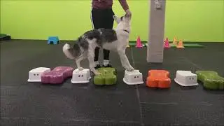 Hundeschule DreamTeam 2020 Herbst KraBaKo (Kraft-Balance-Koordination)