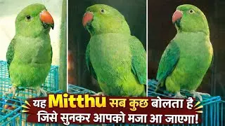 तोते ने सबको चौंका दिया 😲 | Indian Ringneck Parrot Funny & Smart Video 
