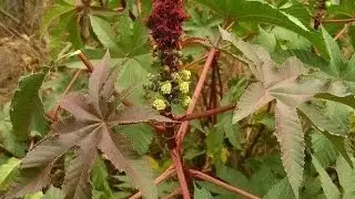 SPIRITUAL AND MEDICINAL USES OF CASTOR SEED