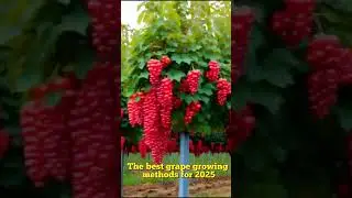The best grape growing methods for 2025 #grape #fruit #garden #grapenation #farming
