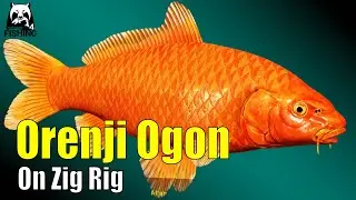 Русская рыбалка 4 - Медное озеро - 🎣 Оренджи Огонь на зиг-риг #rf4