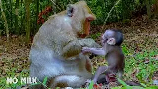No Milk... Poor baby monkey Bobby crying beg milk but mum Brinn seem so lazy nursing
