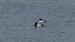 North American Canvasback duck dives with Redheads and Goldeneye pass by on a northern USA lake
