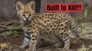 The Serval &ndash; Africa&rsquo;s Ultimate Grassland Hunter!!!