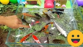 Catch Ornamental Fish in Giant Colorful Eggs, Tropical Fish, Dragon Guppy, Purple Tiger Fish, Koi