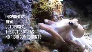 Octobot