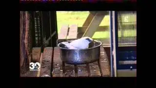 Les 100 Perroquets de Suzie