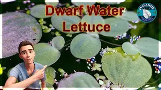 THE ONLY DWARF WATER LETTUCE CARE GUIDE YOU NEED (10 Proven Methods to Maximize dwarf water lettuce)